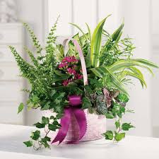 Roses, tulips, daisies, orchids, irises, gift baskets, plans Basket Dish Garden In Cheboygan Mi Flower Station