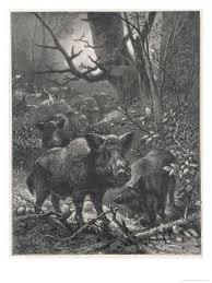 Pin Auf Tiere Zeichnen Lernen