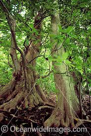 Image result for Pisonia