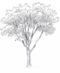 How To Draw Trees Oaks Oak Tree Drawings Tree Drawings Pencil Trees Drawing Tutorial