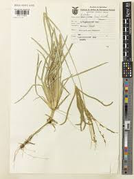 Image result for Eustachys paspaloides