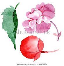 Stock Photo Watercolor Pink Begonia Flower Floral Botanical Flower Isolated Illustration Element Aquarelle Wildf Botanical Flowers Floral Botanical Flowers