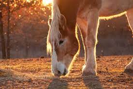 Hope | 2021 horse of the year. Alte Pferde Richtig Futtern Tipps Und Empfehlungen Masterhorse