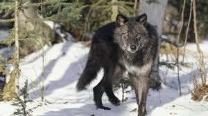 Below are 10 most popular and newest black wolf wallpaper hd for desktop computer with full hd 1080p (1920 × 1080). Black Gray Wolf Wallpaper Colorful Wallpaper Better