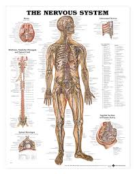 The central nervous system is divided into two major parts: Human Nervous System Anatomical Chart Anatomy Models And Anatomical Charts