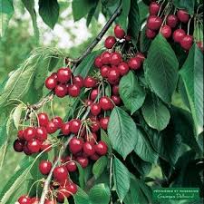 Cerisier Belle Magnifique 1 2 Tige Conteneur De 12 Litres Arbre Fruitier Fruitier Plante Jardin