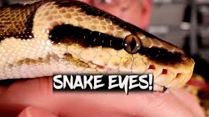 (1992) encyclopedia of australian animals : Eye Colors In Ball Pythons Youtube