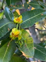 Image result for Ochna arborea