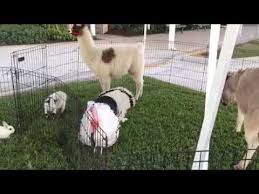 This christmas we wanted to do something. Hire Petting Zoo Pony Rides Of Miami Petting Zoo In Miami Florida