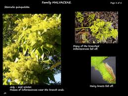Image result for Sterculia quinqueloba