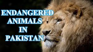 Maybe you would like to learn more about one of these? Top 10 Endangered Animals In Pakistan Endangered Species Animal Globe Youtube
