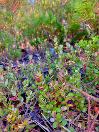 Image result for Vaccinium madagascariense