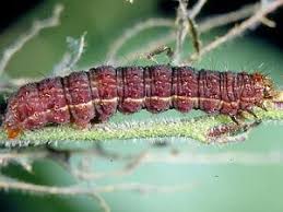 Image result for Syngrapha hochenwarthi