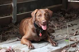 Check spelling or type a new query. Chesador Chesapeake Bay Retriever Lab Mix Info Pics Facts
