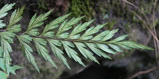 Image result for Asplenium aethiopicum