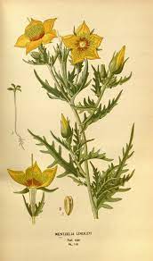 Mentzelia Lindleyi Blazing Star California Wildflower Circa 1897