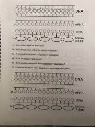 26 mrna and transcription worksheet doktor worksheet. Solved Date Protein Synthesis Worksheet Directions 1 F Chegg Com