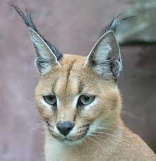 The caracal was once trained for bird hunting in iran and india. File Caracal001 Jpg Wikipedia