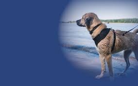 Locations in orlando and sanford. Home Animal Services