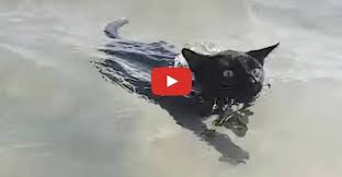 It can be a tastier alternative to water. Rescue Cat Loves Swimming In The Ocean We Love Cats And Kittens Cats And Kittens Swimming Cats Why Do Cats Purr