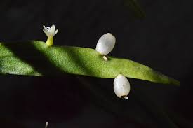 Image result for Rhynchosia micrantha