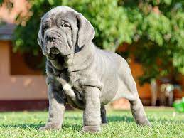 Neapolitan Mastiff For Sale Neapolitan Mastiff Puppies Neapolitan Mastiffs Mastiffs Mastiff Puppies