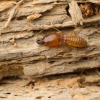 Don't let misconceptions about termites control your thoughts on pest management. News Articles Legacy Termite Pest Control Inc