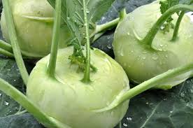 Kohlrabi need lots of water, and do well in relatively mild or mediterranean climates. Growing Kohlrabi How To Plant Grow And Harvest Kohlrabi The Old Farmer S Almanac