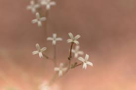 Image result for Kohautia microflora