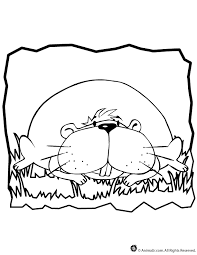 Free shipping on orders over $25 shipped by amazon. Guinea Pig Coloring Page Woo Jr Kids Activities