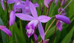 Bletilla Health Benefits And Side Effects Ground Orchids Orchid Plants Orchid Care