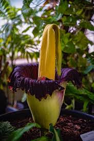 Pin On Gardening