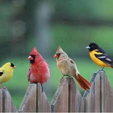 Real Life Angry Birds Birds Beautiful Birds Backyard Birds