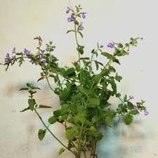 Image result for Nepeta × faassenii