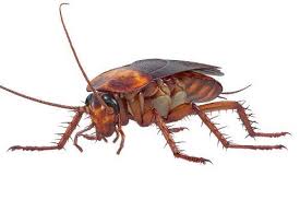 Google Ergebnis Fur Https Www Das Tierlexikon De Wp Content Uploads 2018 09 Kakerlake Jpeg Insekten Bilder Insekten