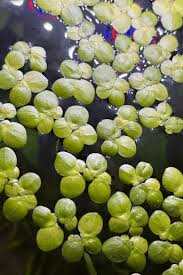 Image result for Spirodela