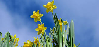 Це свято, присвячене всім стилям танцю, почали відзначати з 1982 року за ініціативою. 4qh9htmx4ybgim