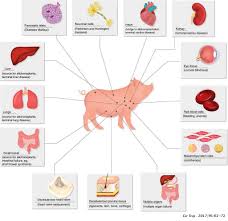 Clinical Xenotransplantation A Closer Reality Literature Review Cirugia Espanola English Edition