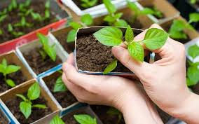 Visul cu bani de hartie trebuie interpretat in contextul in care la noi se folosesc bancnote de plastic. Dictionar De Vise Visezicasemeni Www Vise Ro Interpretarea Viselor In Care Semeni Legume Sau Cereale Se Refera La Investiti Pe Care O Sa Le Faci Sau La Idei Pe Care Doresti Sa Le