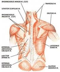 There are no organs on your back (apart form the skin). Pin On Health Fitness Is A Lifestyle