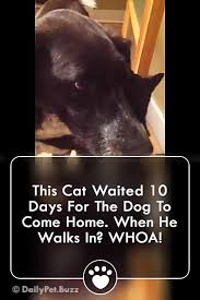 Watch This Can S Reaction After 10 Days Apart From The Dog Cats Catvideos Dogs Dogvideos Pets Animals Video Animalvideos Cats Cat Watch Kittens Funny