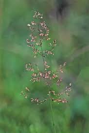 Image result for Agrostis isopholis