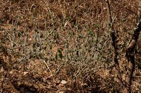 Image result for Dicliptera heterostegia