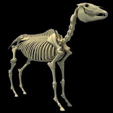 Horse Skeleton 3d Model In 2020 Dog Skeleton Dog Anatomy Horses