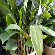Pokok ini berasal dari kepulauan melayu dan boleh juga didapati di borneo. Pengobatan Dan Khasiat Herbal Khasiat Daun Fatimah