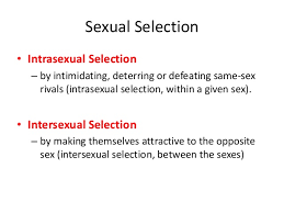 Intrasexual is where the males of the species fight over food, land, or women. Intersexual Selection Mate Choice Sexual