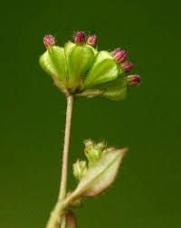 Image result for Boerhavia repens