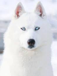 Black And White Siberian Husky With Blue Eyes White Siberian Husky With Blue Eyes White Siberian Husky Dogs Animals