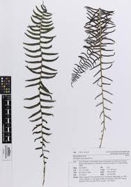 Image result for Blechnum punctulatum
