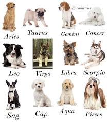 Pin On Zodiac Signs